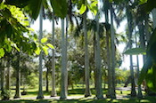 tall royal palms shading a grassy meadow